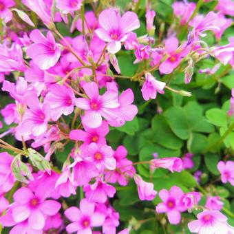 ムラサキカタバミ ムラサキカタバミ ムラサキカタバミ,花,ピンクの写真素材