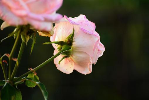 バラの後ろ姿 花,薔薇,バラの写真素材