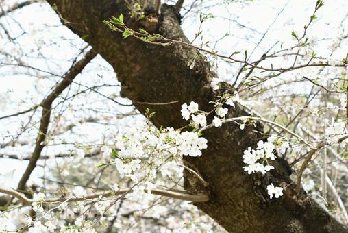 2025年春の桜の写真