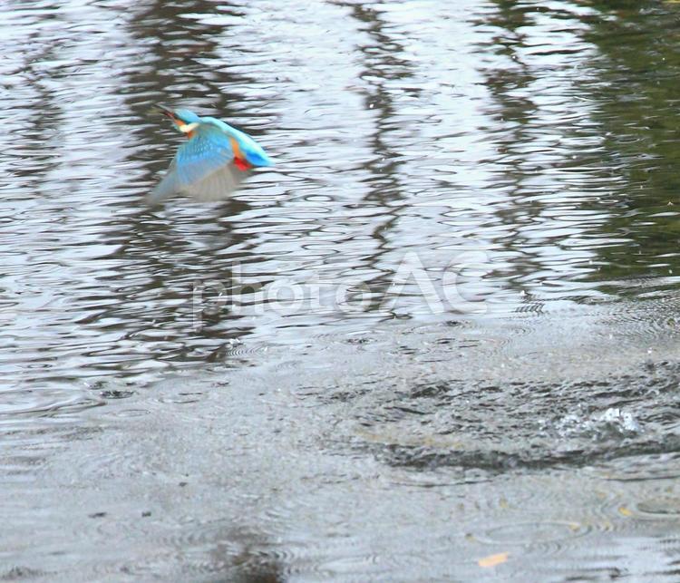 水中から飛び出したカワセミ かわせみ,カワセミ,翡翠の写真素材