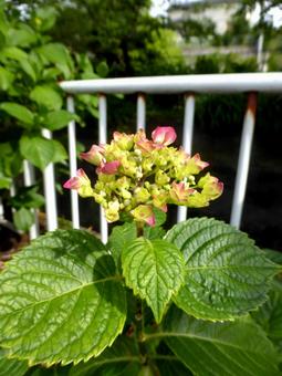 街中の水路横で開花したばかりのアジサイ 街中の水路横で開花したばかりのアジサイ アジサイ,花,植物の写真素材
