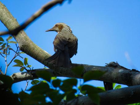 木の枝に留まる夏のヒヨドリ 木の枝に留まる夏のヒヨドリ ヒヨドリ,野鳥,動物の写真素材