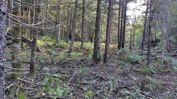 森林 森林 森林,木,森の写真素材