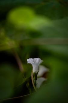 マメアサガオの写真