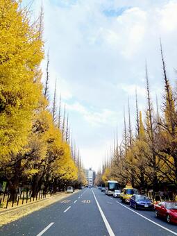 イチョウ イチョウ,銀杏,イチョウ並木の写真素材