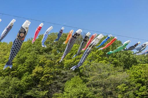 青空にキラキラ　鯉のぼり　11 鯉のぼり,こどもの日,端午の節句の写真素材