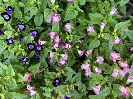 Photo, torenia, flower, hana turtle, 