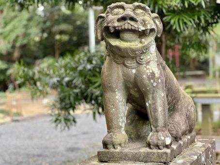 千栗八幡宮 趣のある,風情のある,木の写真素材