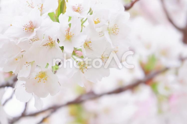 かわいい桜の花のアップ 桜,春,満開の写真素材