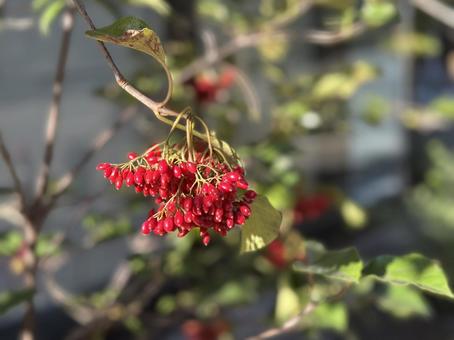 秋の日差しに輝く赤い実 木の実,赤,秋の写真素材