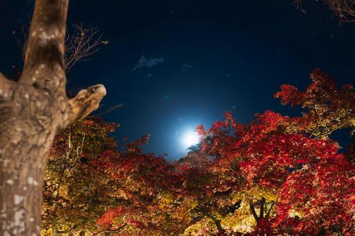 明かりと照明に輝く赤、黄のモミジの夜景 夜景,夜,紅葉の写真素材