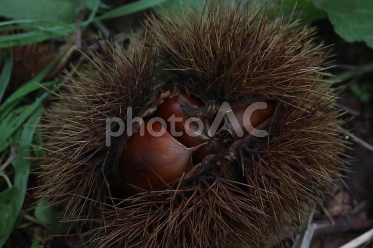 割れた毬栗 栗,栗の木,実りの写真素材