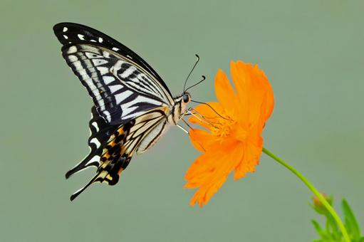 キバナコスモスの花蜜を吸うナミアゲハ キバナコスモスの花蜜を吸うナミアゲハの写真