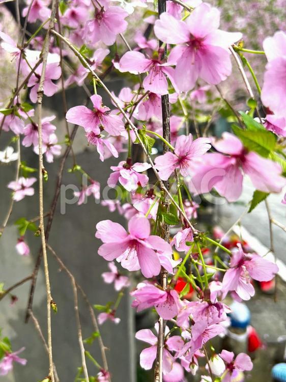 六角堂の桜 春,桜,３月の写真素材