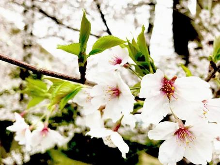 桜 桜の写真