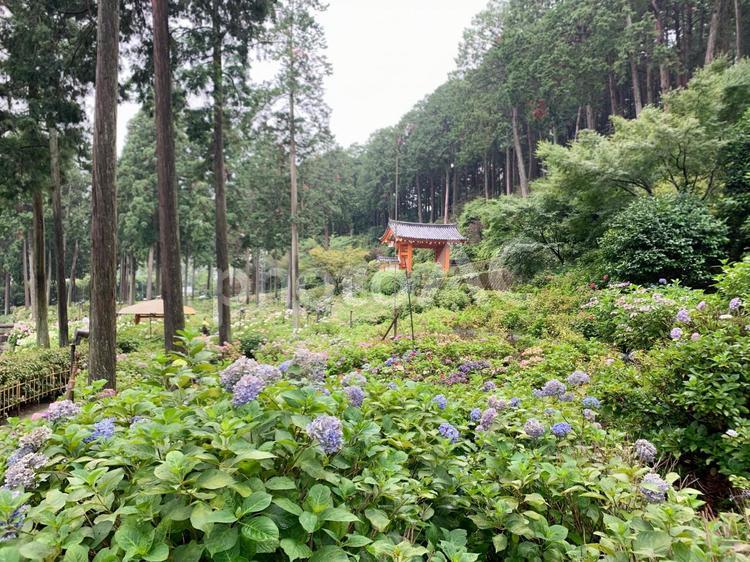 三室戸寺のあじさい 紫陽花,アジサイ,三室戸寺の写真素材