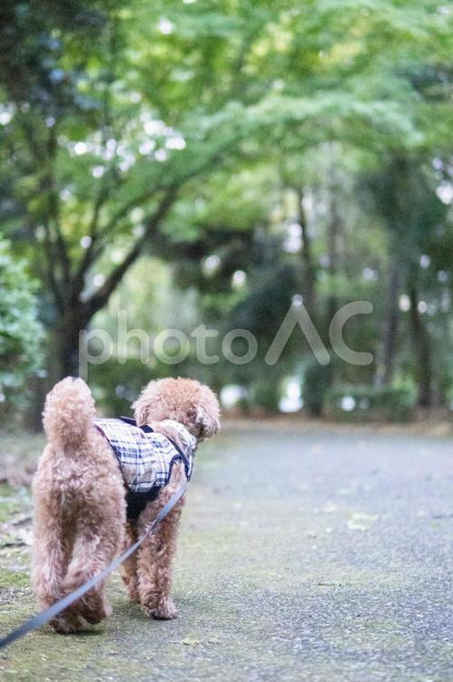 秋の公園で散歩するトイプードル トイプードル,トイプー,秋の写真素材