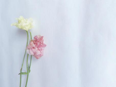 しおれゆくピンクと白の薔薇2本-左 しおれゆくピンクと白の薔薇2本-左 癒し,やさしさ,命の写真素材