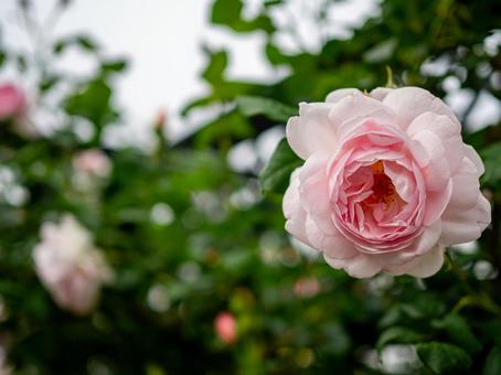 大輪の淡いピンクの薔薇 大輪の淡いピンクの薔薇の写真