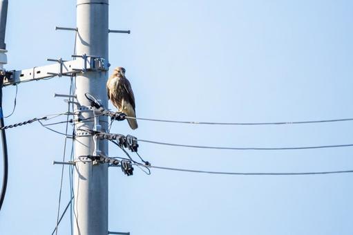ノスリ⑻ 鳥,ノスリ,鳥類の写真素材