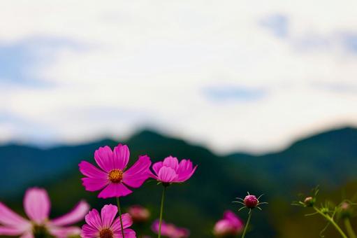 独鈷山のコスモス4 独鈷山のコスモス4の写真