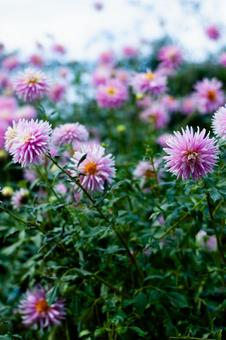 咲き誇るピンクのダリア ダリア,花,植物の写真素材