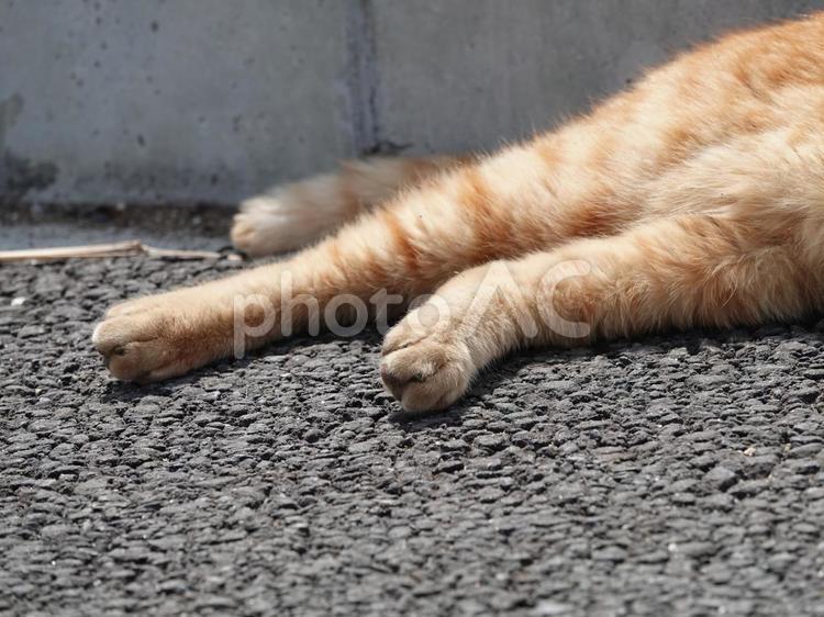 悩ましげな足だねえ。さわってもいい？ 猫,足,肉球の写真素材