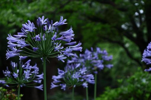 Photo, agapanthus, purple clam, murasaki kunsiran, 