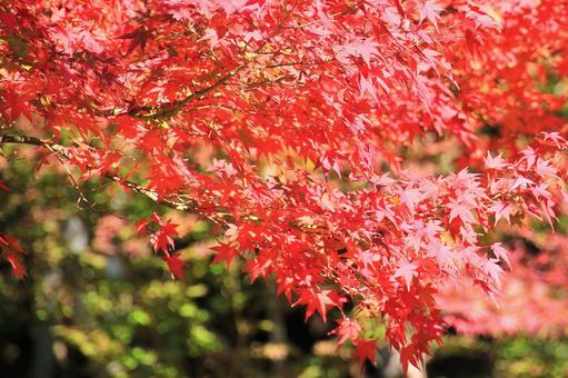 鮮やかなもみじの紅葉 鮮やかなもみじの紅葉の写真