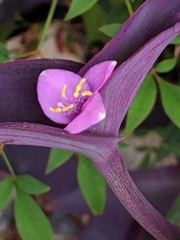 Photo, macro, 3. benhua, pink color, 