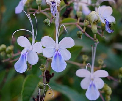花　野草 自然,鮮やか,屋外での写真素材
