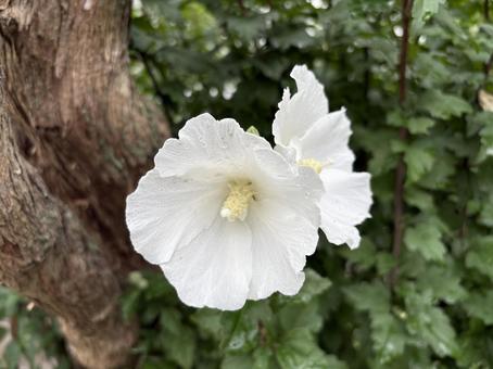 雨の日のムクゲの写真