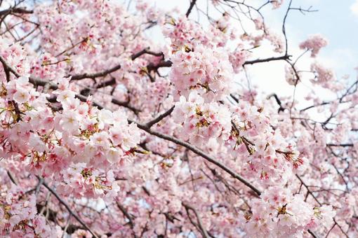 咲き誇る満開の桜 咲き誇る満開の桜の写真
