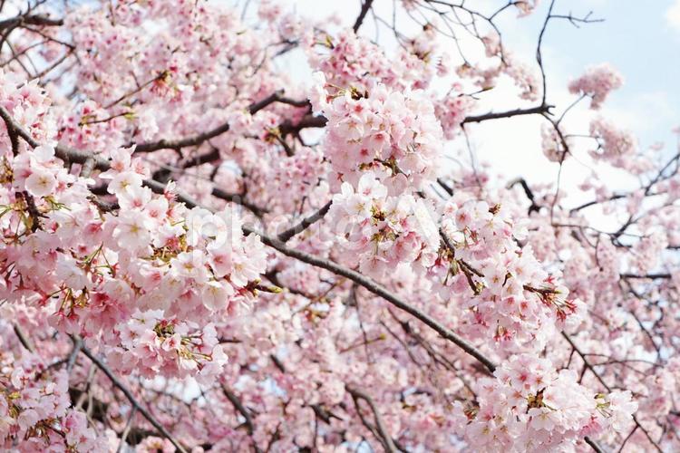 咲き誇る満開の桜 桜,満開,きれいの写真素材