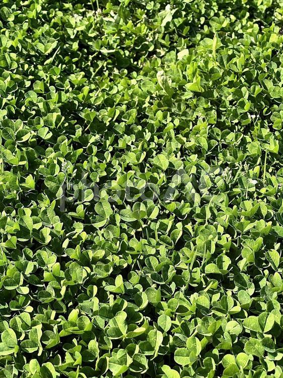 ミツバ 雑草,植物,壁紙の写真素材