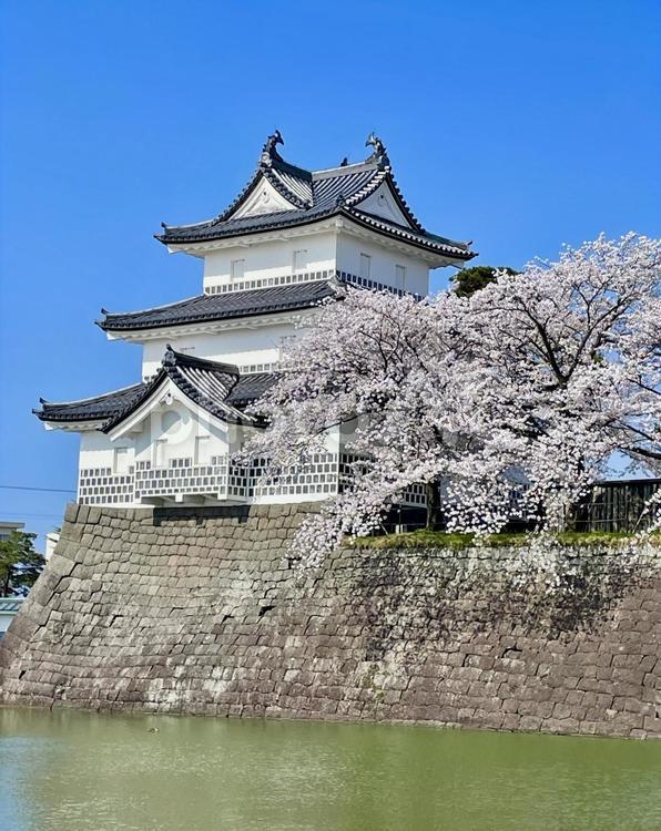 満開の桜と日本100名城新発田城の天守閣 新発田城,日本の城,百名城の写真素材