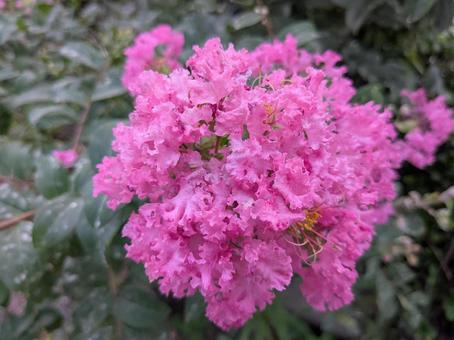 サルスベリ(ウィズラブガール) サルスベリ(ウィズラブガール) サルスベリ,百日紅,花の写真素材
