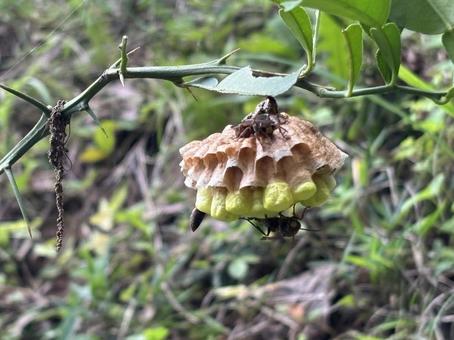 蜂の巣 蜂の巣の写真