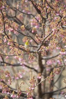 静岡県伊豆市の土肥桜と目白 静岡県伊豆市の土肥桜と目白 目白,メジロ,土肥桜の写真素材