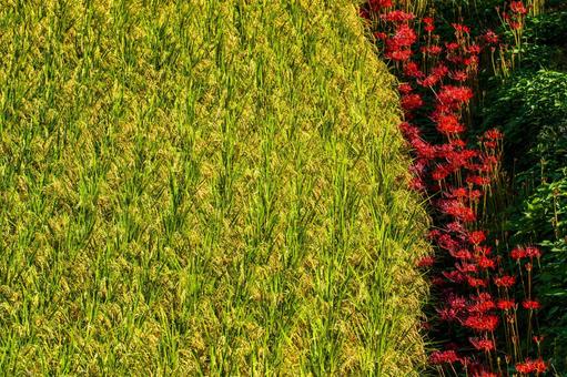 Autumn rice ears and cluster amaryllis, JPG Autumn rice ears and cluster amaryllis, JPG