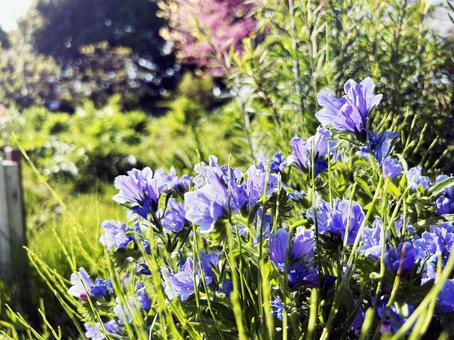 Echium flowers growing in a flower field in the park, JPG