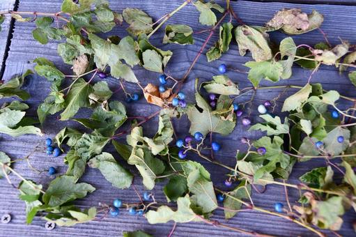 ベンチに広げたノブドウの実 ノブドウ,青,青い実の写真素材