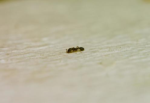 クローズアップしたアリ 蟻,アリ,クローズアップの写真素材