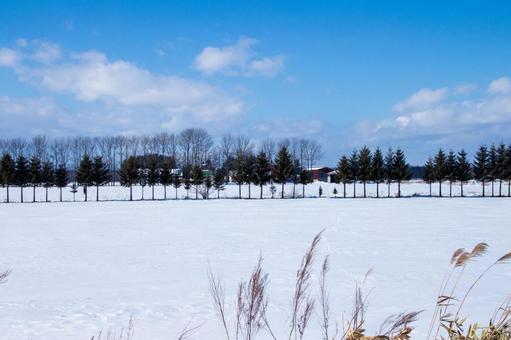綺麗な並木のある冬の牧場 牧場,青空,雪原の写真素材