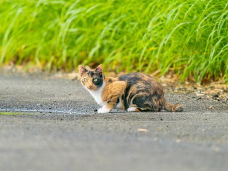 水たまりと野良猫 水たまりと野良猫の写真