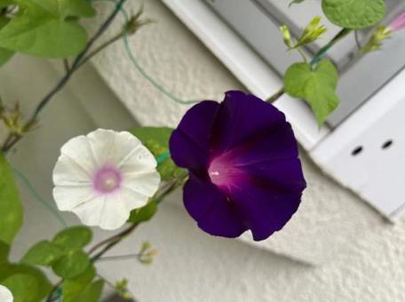 朝顔 白 紫 朝顔 白 紫の写真