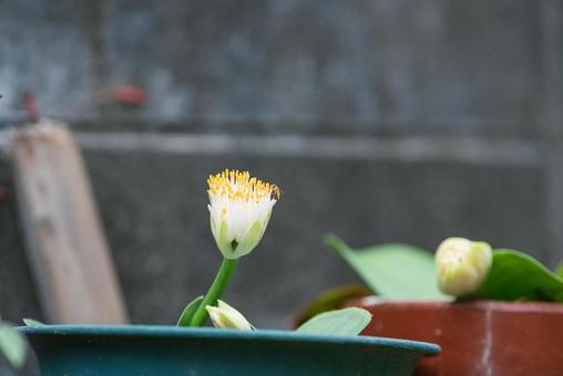 蜜を吸いに来たミナミヒメヒラタアブ 蜜を吸いに来たミナミヒメヒラタアブの写真