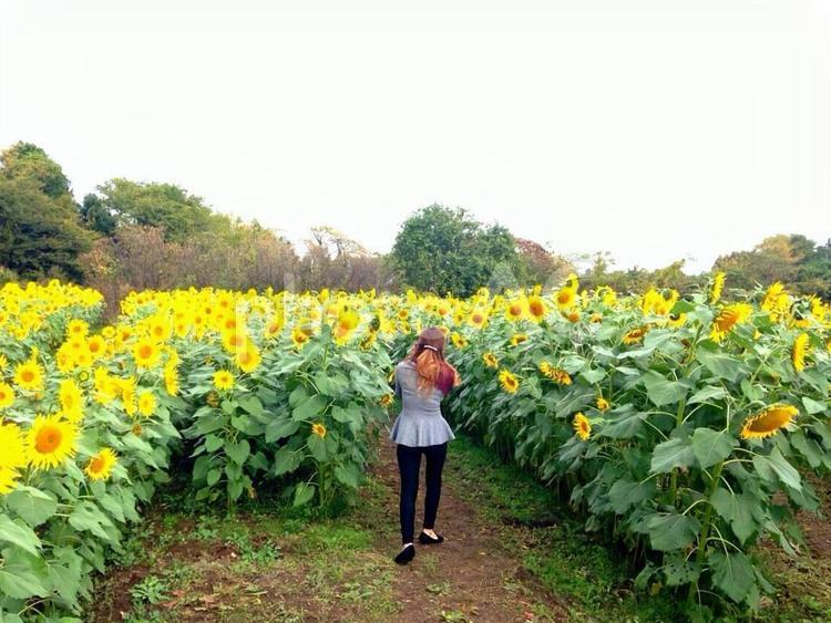 ひまわり畑 花,植物,ひまわりの写真素材