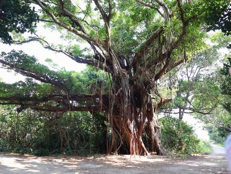 ガジュマル ガジュマル,木,根の写真素材