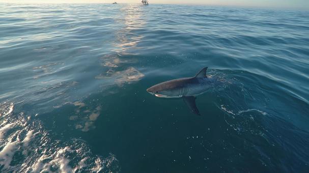 海の王者:迫りくるホホジロザメ 海の王者:迫りくるホホジロザメの写真